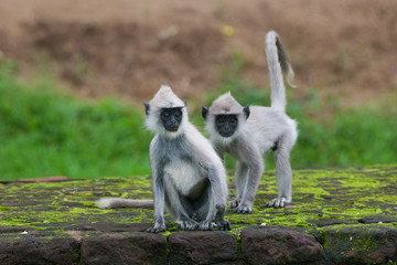 Tufted gray langur, Semnopithecus priam, Sri Lanka