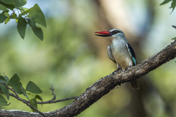 Woodland kingfisher in Kruger National park, South Africa