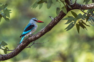 Woodland kingfisher in Kruger National park, South Africa