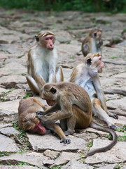 Fototapeta premium Toque macaque monkey, Macaca sinica, Sri Lanka