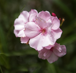 Obraz premium Pink oleander in the garden