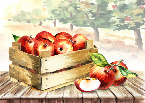 A box of apples on a background of fruity garden. Hand drawn watercolor illustration
