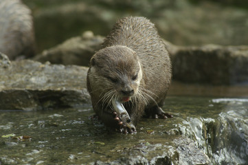 otters