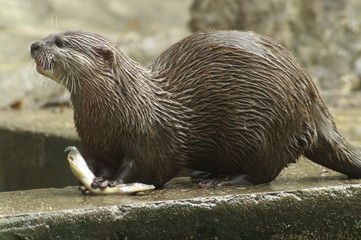 otters
