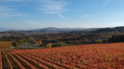 Vigna in autunno