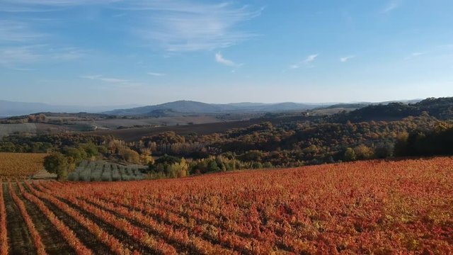 Vigna in autunno