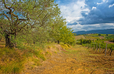 Olive trees in Tuscany, Italy