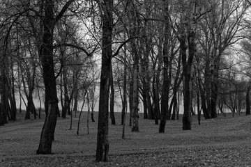 Thick wet three tree trunk, closeup background, monochrome image