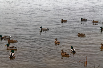 Group of swiming ducks in the river. Cold later autumn or early winter