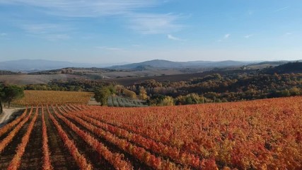 Vigna in autunno