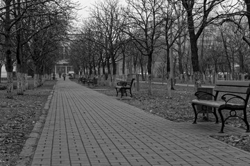 Path with trees and benches in a park, good for background, monochrome colors