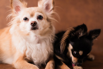 cute chihuahua  dog studio shoot on white leather background