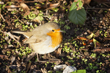 Robin redbreast ( Erithacus rubecula) on the ground
