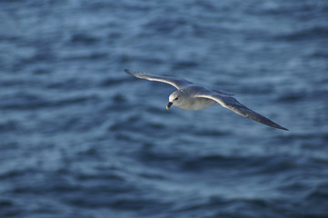 Arctic Fulmars