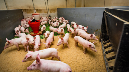 farma świń gospodarstwo rolne - obrazy, fototapety, plakaty