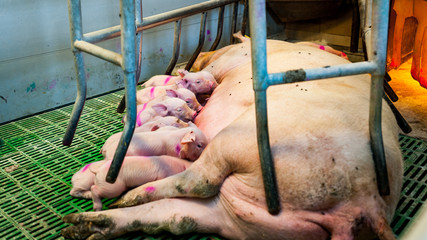 Maciora hodowla świń - obrazy, fototapety, plakaty