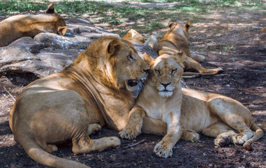 Lion  and Lioness in the Safari Park
