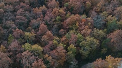 Autunno in vigna