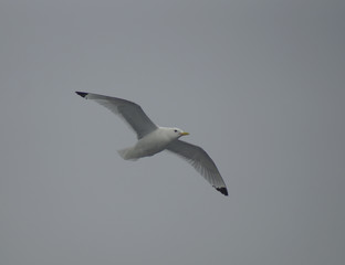 seagull
