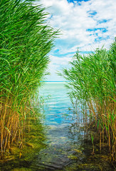 Fototapeta premium Lake Balaton with reed