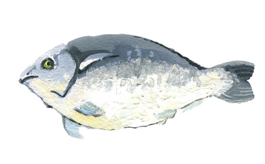 Fish dorado, gouache drawing, isolated on a white background