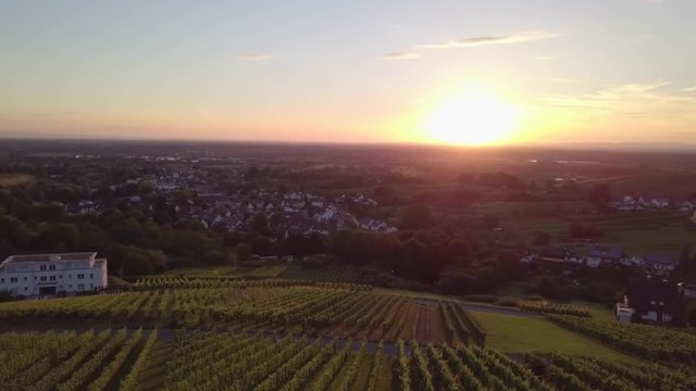 vineyard at sunset.