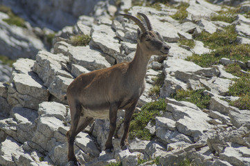 ibex chamois