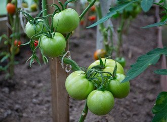 tomatoes in a glass house