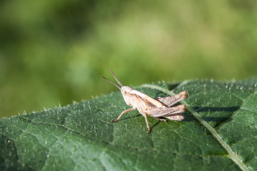 Grasshopper on leaf close up.