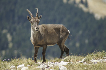 ibex chamois