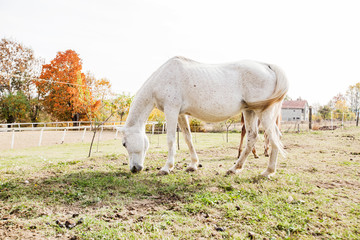 Obraz na płótnie Canvas Horse on rural farm