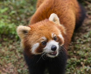 Fototapeta premium Amazing orange panda