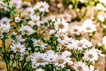 White chrysanthemum with long branches