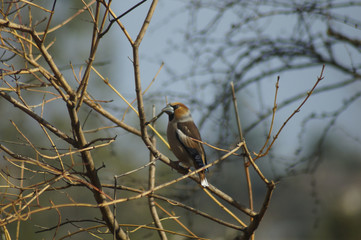 hawfinch birds
