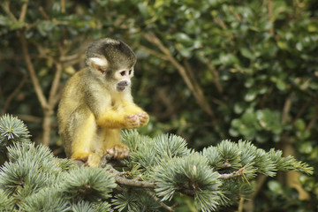 monkey on a treee