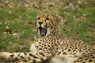 cheetah at rest
