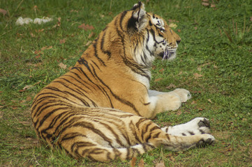 Fototapeta na wymiar tiger at rest