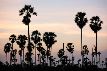Fototapeta na wymiar Sunset in the palm tree field
