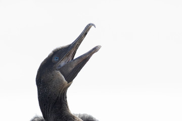 Flightless Cormorant, (Phalacrocorax harrisi) portrait, Punta Moreno, Isabela, Galapagos Islands, Ecuador
