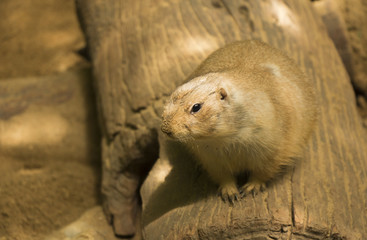 Prairie Dog on the wood