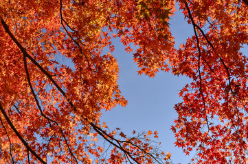  Japan autumn season ,cherry blossom