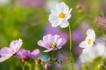 blühende Sommerblumen