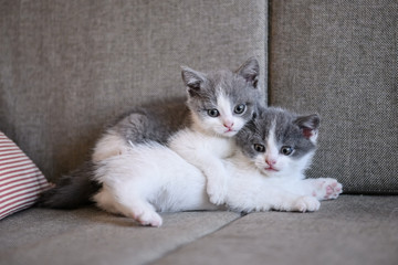 Cute kitten, indoor shooting