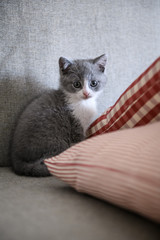 Fototapeta na wymiar Cute kitten, indoor shooting
