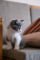 Cute kitten, indoor shooting