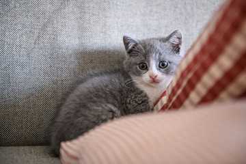 Fototapeta na wymiar Cute kitten, indoor shooting