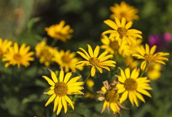 Spring background with beautiful yellow flowers in the garden