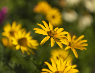 Spring background with beautiful yellow flowers in the garden