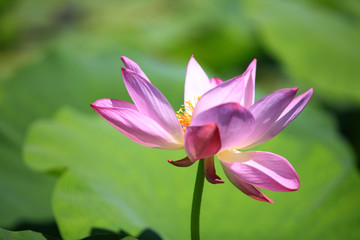 Fototapeta premium Lotus