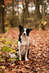 Border collie in park